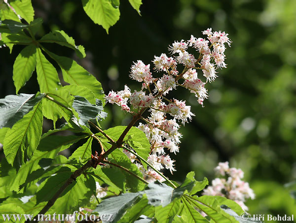 articleimages/شاه بلوط هندی/878.jpg